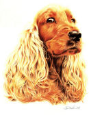 Cocker Spaniel